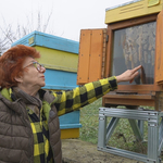 Недялка Михова: Днес пчеларите празнуват, но с тревога (ВИДЕО)