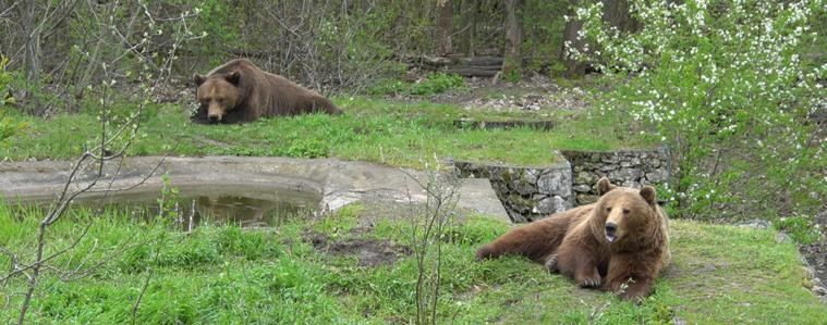 Игриви и активни: мечките Коцето и Берна отново радват посетителите в зооцентъра в Добрич (ВИДЕО)