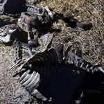 БАБХ потвърди случай на антракс в силистренско село