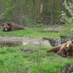 Игриви и активни: мечките Коцето и Берна отново радват посетителите в зооцентъра в Добрич (ВИДЕО)