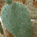 Музиката на растенията ще звучи в Ботаническата градина в Балчик (ВИДЕО)