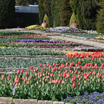 Започна парадът на лалетата в Ботаническата градина в Балчик